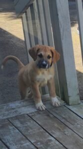 Ollie puppy pictures