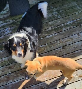 Ollie and Bailey