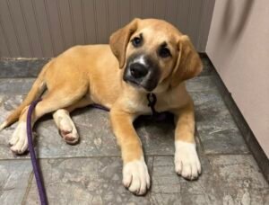 Ollie the Puppy