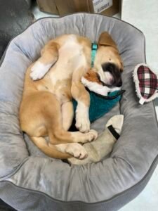 Ollie in bed