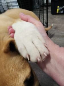Ollie's Paw